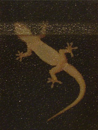 Friendly Gecko